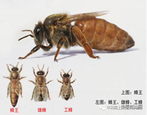 6月29日9点00至11点30蜜蜂王国——蜜蜂